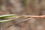 Great plains flatsedge